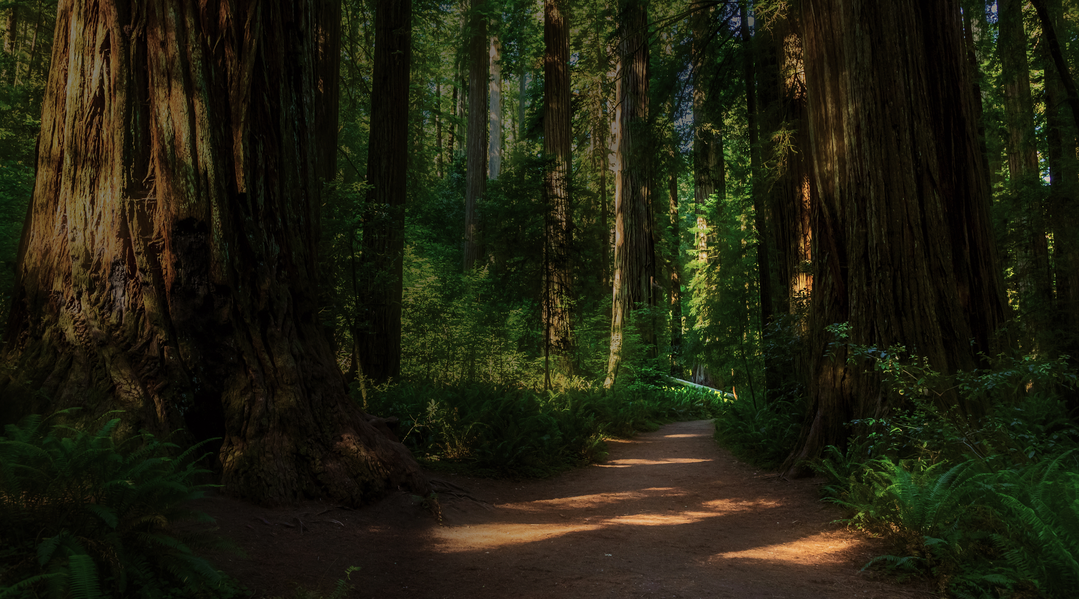 Towering massive redwood trees in Redwood National Park