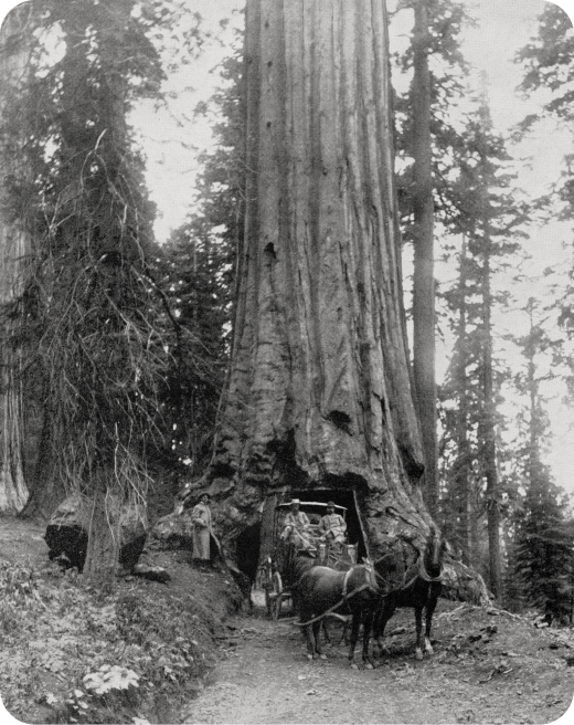 wawona-big-tree-mariposa-grove-california-united-states